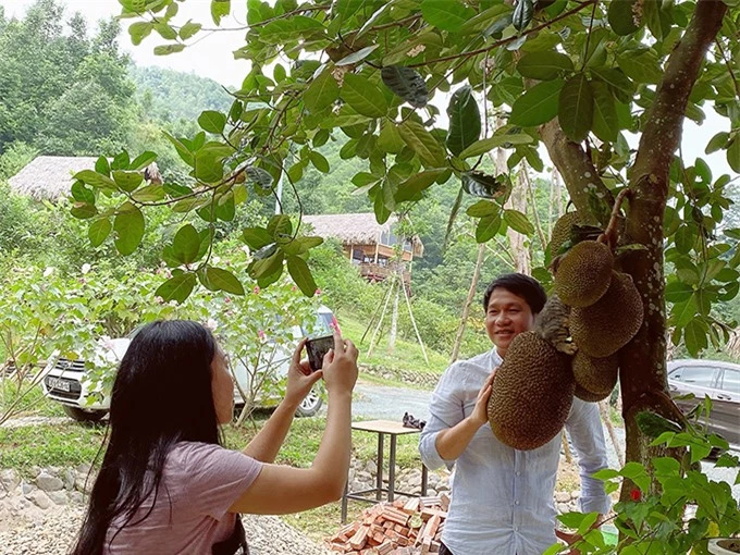 Vợ chồng ca sĩ Trọng Tấn rất thích thú với vườn mít sai trĩu quả.