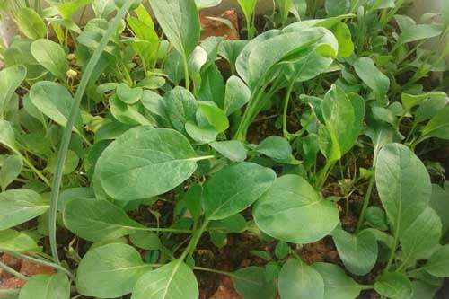 Kỹ thuật trồng rau sạch bằng xỉ than hiệu quả bất ngờ