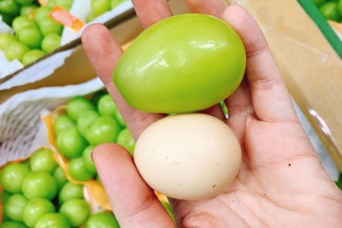 Nho Nhật Bản siêu vip to gấp rưỡi quả trứng gà giá 7 triệu/chùm gây sốt trên thị trường