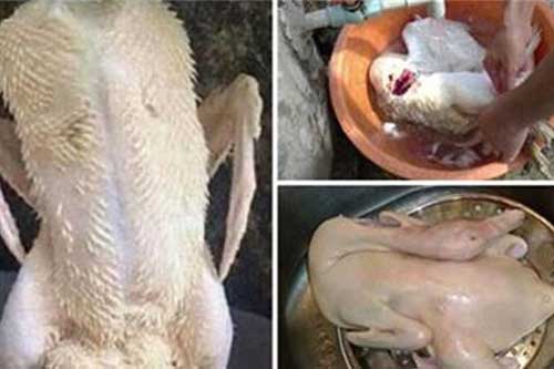 Chỉ cần bỏ thêm thứ này bạn có thể nhổ lông vịt cực nhanh, không tốn thời gian