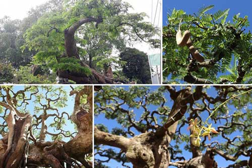 Cây me "khủng" ở Đồng Nai, khách trả tiền tỷ mà chủ nhân chưa bán