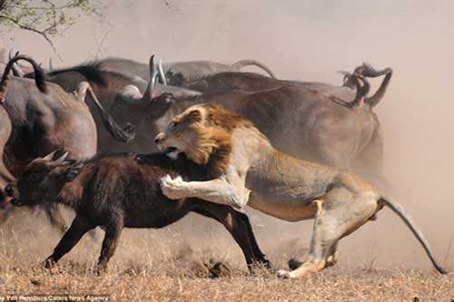 Trâu rừng hợp sức cứu con, sư tử ôm uất hận