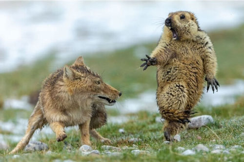 Bức ảnh sóc hoảng sợ đứng một chân khi thấy cáo gây ấn tượng mạnh