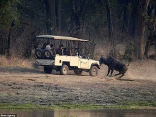 Du khách đụng độ trâu rừng nổi điên: Cái kết hú hồn