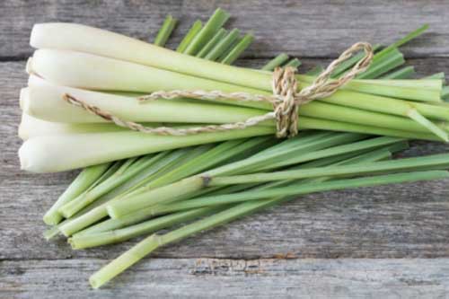 Một số cách đuổi muỗi đơn giản có thể thực hiện tại nhà, không cần dùng hóa chất