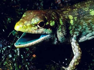 Kỳ lạ loài thằn lằn máu xanh ở New Guinea