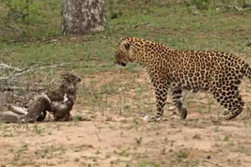 Rắn độc chiến báo đốm để ăn thịt đại bàng