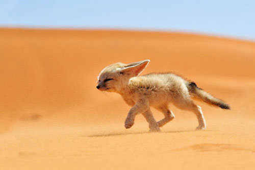 Lục lọi ảnh tuổi thơ của những loài động vật siêu quý hiếm