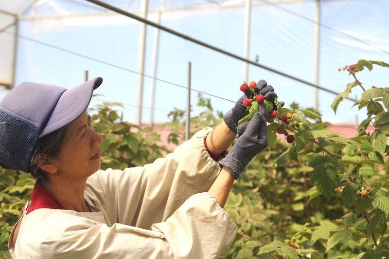 Doanh nghiệp, HTX phải được đặt đúng vị thế trong phát triển chuỗi giá trị