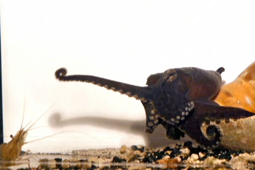 CLIP: 'Ngã ngửa' với chiến thuật bắt mồi kỳ lạ của bạch tuộc sọc Thái Bình Dương