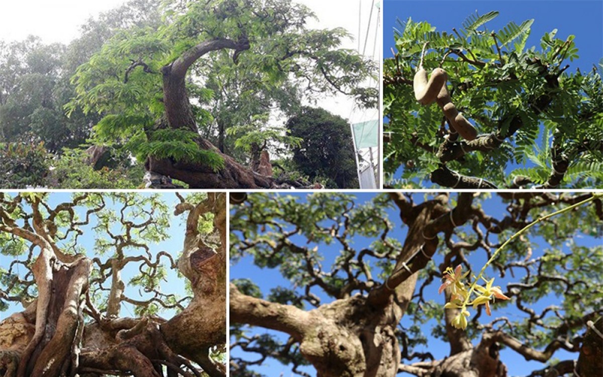 Cây me bonsai cổ thụ có hình dáng độc lạ thu hút nhiều người chiêm ngưỡng bởi chiều cao vượt trội, vẻ cổ kính cùng bộ tán khỏe mạnh, cây vừa có quả mà vẫn ra hoa.