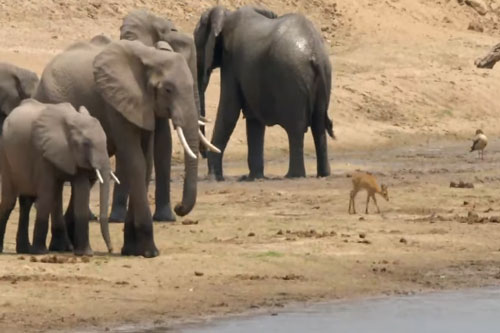 CLIP: 'Thót tim' khi chứng kiến linh dương Puku con gặp nhiều hiểm nguy vì không may lạc mẹ