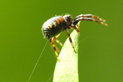 CLIP: Nhện - 'Spiderman' trong thế giới tự nhiên