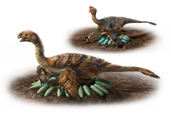  Minh họa cách ấp trứng tài tình của loài khủng long Oviraptorosaurs. Ảnh: CBC
