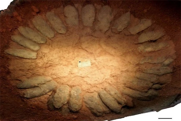  Một ổ trứng Oviraptorosaurs có đường kính trên 3m được tìm thấy tại Trung Quốc. Ảnh: CBC