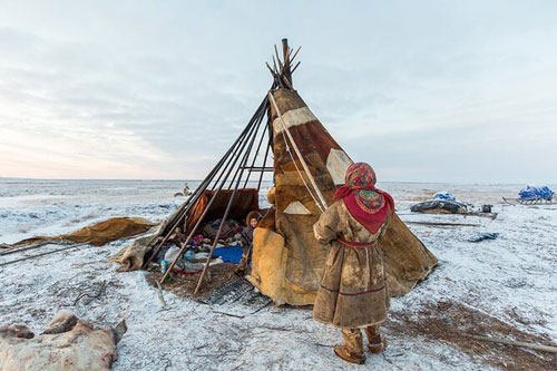 Nenets, bộ lạc sống du mục hàng ngàn năm cạnh tuần lộc và những chú chó ở Bắc Cực