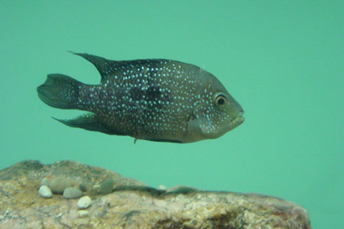 CLIP: Chiến thuật 'tranh làm bố' siêu bá đạo của loài cá Mexico