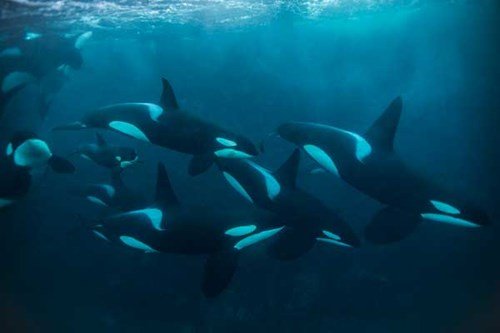 CLIP: Cá voi sát thủ 'hớt tay trên' của ngư dân