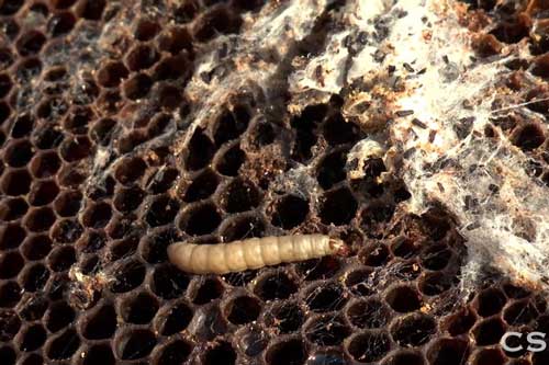 Vén màn bí ẩn về loài sâu sáp có khả năng ăn rác thải nhựa một cách sạch sẽ