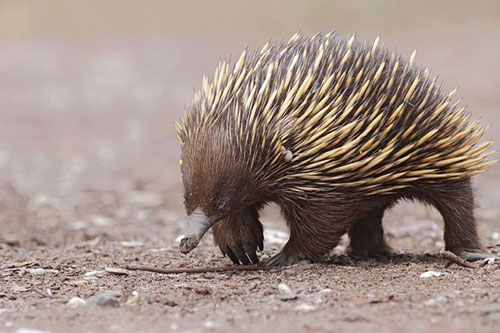 CLIP: Khám phá những vũ khí siêu nguy hiểm của loài thú lông nhím