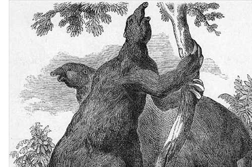 Giải mã quái vật khổng lồ trong rừng Amazon