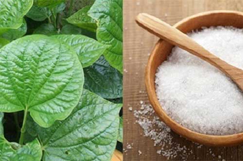 Dùng lá lốt theo mẹo siêu đơn giản này, cơn đau lưng sẽ nhanh chóng bị đánh bay mà không tốn tiền uống kháng sinh!