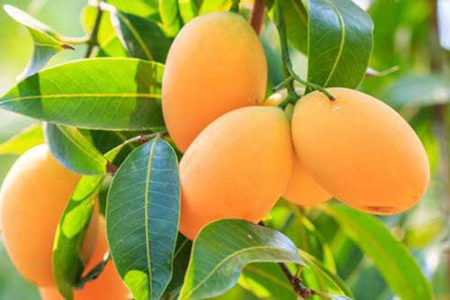 Xuất khẩu xoài sang Mỹ còn nhiều cơ hội rộng mở