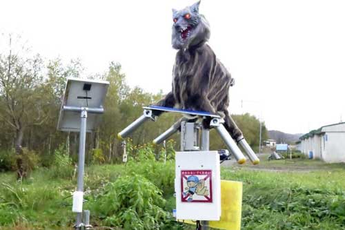 ‘Quái vật’ sói bảo vệ dân làng ở Nhật Bản khỏi gấu hung dữ