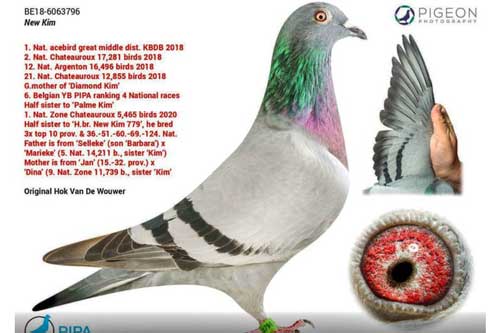 Cận cảnh chim bồ câu đắt nhất thế giới có giá hàng chục tỉ đồng