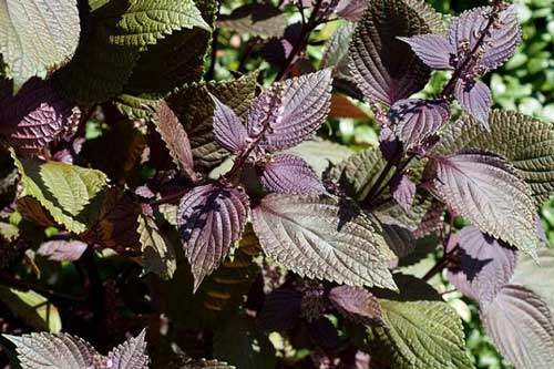 Lợi ích tuyệt vời của lá tía tô đối với trẻ sơ sinh