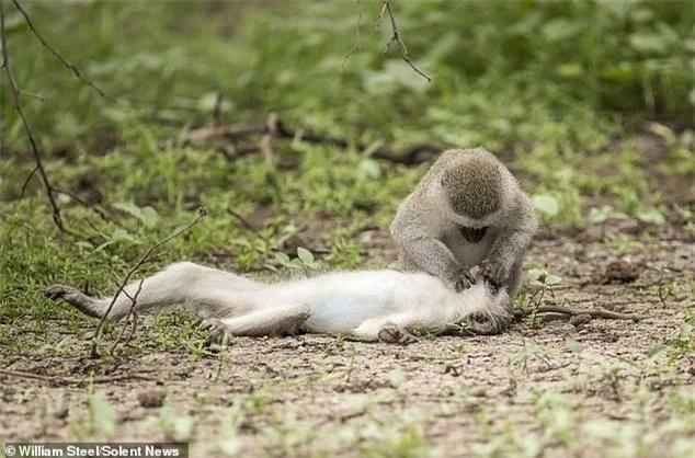 Sự thật về bức ảnh khỉ hô hấp nhân tạo cứu đồng loại bị thương
