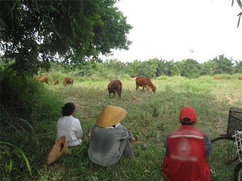 Việc nhẹ lương cao: Tuyển người chăn bò lương 6,5 triệu/tháng, có chế độ bảo hiểm đầy đủ và lương tháng 13? - Ảnh 2.