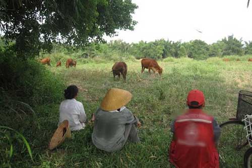 Việc nhẹ lương cao: Tuyển người chăn bò lương 6,5 triệu/tháng, có chế độ bảo hiểm đầy đủ và lương tháng 13?
