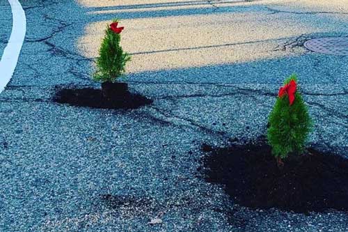 Người đàn ông Mỹ trồng cây thông trong ổ gà