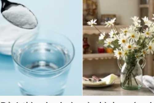 Bỏ 1 thìa gia vị này vào bình nước giúp cúc hoa mi tươi lâu hơn, cả tuần không héo