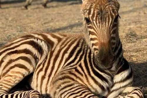 Thủ phạm bất ngờ gây ra cái chết của ngựa vằn trong sở thú