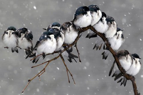 CLIP: Giải mã những bí ẩn thú vị về giấc ngủ của loài chim