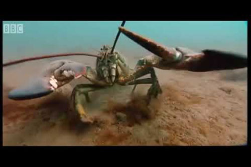 CLIP: Xem tôm hùm 'chiến nhau' để giành nơi ở