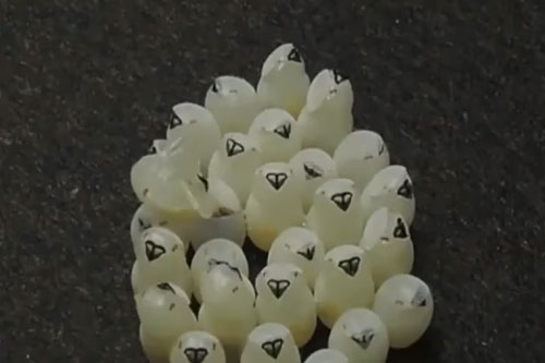 CLIP: Trứng của bọ xít nâu thi nhau nở gần như cùng một lúc và lý do bất ngờ phía sau