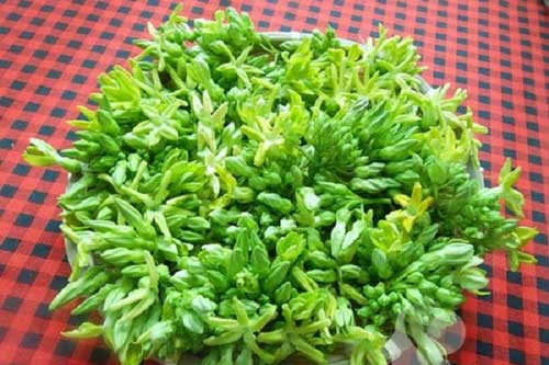 3 món ngon với hoa thiên lý giúp thanh nhiệt, an thần và ngủ ngon