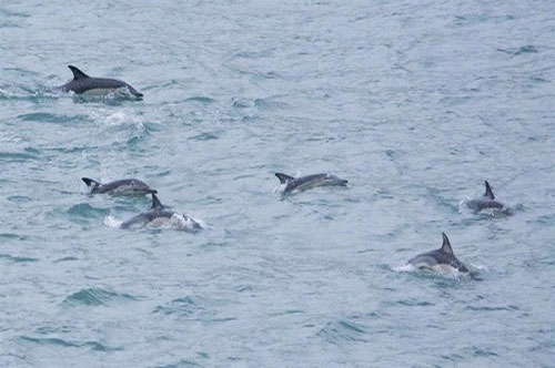 CLIP: Giải mã bí kíp săn mồi độc đáo của cá heo tại vịnh Shark