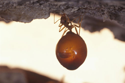 CLIP: Cậy đông, kiến mật dẫn quân đi 'trấn lột' đồng loại