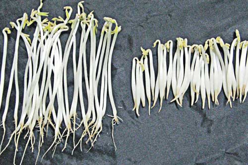 4 loại rau củ quả tuyệt đối không nên ăn, kẻo rước độc tố nhập viện có ngày