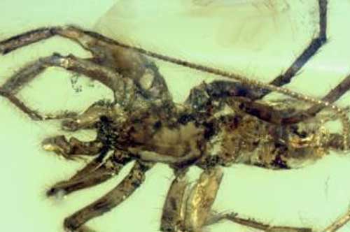 Phát hiện kinh ngạc loài nhện có đuôi niên đại 100 triệu năm