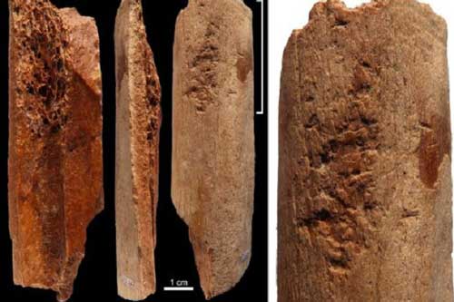 Khám phá dụng cụ bằng xương 115.000 năm tuổi khiến giới khoa học ngỡ ngàng