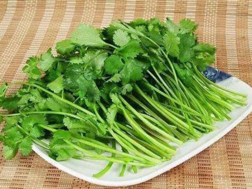 Bí quyết để rau mùi mua về nửa năm vẫn xanh tươi