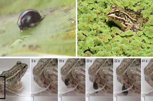 CLIP: Bọ Regimbartia attenuata sống sót thần kì sau khi bị ếch xơi tái