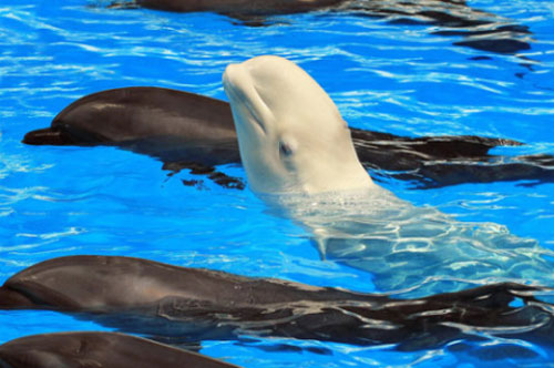 Cá voi có thể… học ngoại ngữ