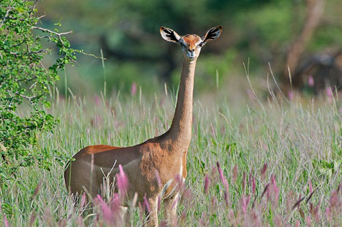 Những loài động vật có vẻ ngoài “quái dị” nhất hành tinh