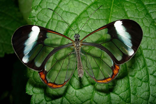 CLIP: Greta oto - 'Đôi cánh thủy tinh' trong thế giới côn trùng